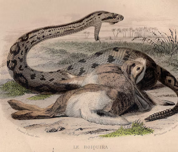 Engraving art work showing a snake eating a rabbit.